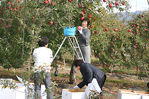りんごの収穫と箱詰め