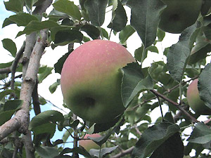 リンゴの実もだいぶ大きくなってきました。