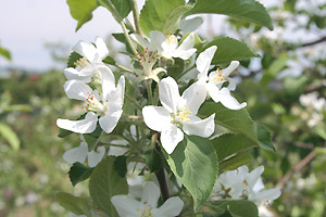 リンゴの花