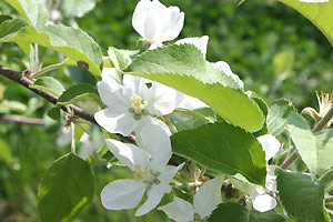 リンゴはバラかでサクラほどの大きさの花を咲かせます。