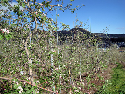 ５月１日現在のりんごの木の様子