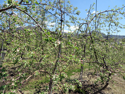 ５月３日現在のりんごの木の様子